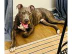 Adopt Wink a Pit Bull Terrier