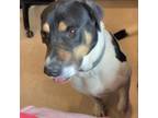 Adopt Chance a Husky, Mixed Breed