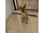Adopt Chris a German Shepherd Dog, Mixed Breed