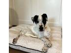 Adopt Petey a Australian Cattle Dog / Blue Heeler, Black Labrador Retriever