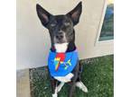 Adopt Elijah a Australian Kelpie, Cattle Dog