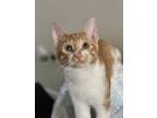 Adopt Lucien a Domestic Short Hair, American Shorthair