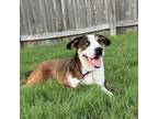 Adopt Eragon a Beagle, Mixed Breed
