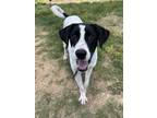 Adopt Large Larry a Pointer, Mixed Breed