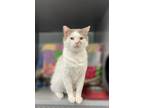 Adopt Leo a Domestic Short Hair