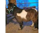 Adopt Belle a Miniature Horse
