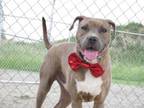 Adopt Tecumseh a Boxer, Terrier