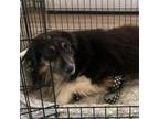 Adopt Barcoo a Australian Shepherd
