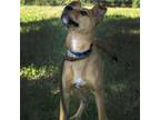 Adopt Justin a Labrador Retriever, Mixed Breed