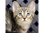 Adopt Stallone a Domestic Short Hair