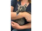 Adopt Carlisle a Russian Blue