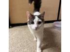 Adopt Timothy a Domestic Medium Hair