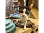 Adopt Gerald a Domestic Short Hair