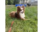 Adopt Bubba a Australian Shepherd