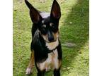Adopt Jakari a Terrier