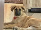 Adopt 24-049 Cirrus a Shepherd, Great Pyrenees