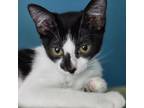Adopt Sweet Pea a American Shorthair