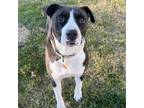 Adopt Bubba a Pit Bull Terrier, Mixed Breed
