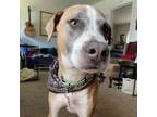 Adopt Bandit a Pit Bull Terrier, Mixed Breed
