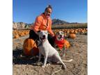 Adopt Benson a Pit Bull Terrier, Mixed Breed