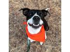 Adopt Stew a Border Collie, Pit Bull Terrier