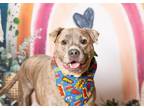 Adopt Mason a Pit Bull Terrier
