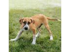 Adopt Wilson a Labrador Retriever