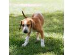 Adopt Teddy a Labrador Retriever