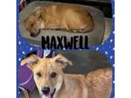 Adopt Maxwell a Golden Retriever, Mixed Breed