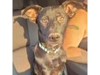 Adopt Ghost a Labrador Retriever, Mixed Breed