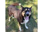 Adopt JAX a Husky, Shepherd