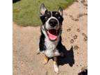 Adopt Fennec a Border Collie, Husky