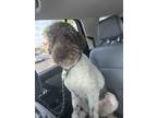Adopt Peanut a Poodle