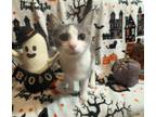 Adopt Gerry a Domestic Short Hair