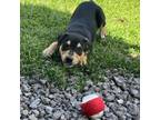 Adopt Metallic Litter: Iron a Mixed Breed