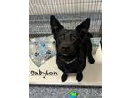 Adopt Babylon a German Shepherd Dog, Corgi
