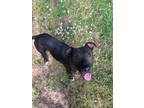 Adopt David a Pit Bull Terrier