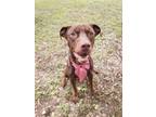 Adopt Charlie a Labrador Retriever