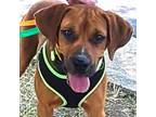 Adopt Bennett a Boxer, Hound