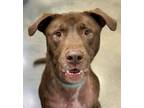 Adopt Mac a Pit Bull Terrier, Chocolate Labrador Retriever