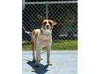 Adopt Nacho a Pit Bull Terrier