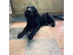 Adopt Konig a Black Labrador Retriever, Mixed Breed