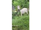 Super Gentle horse ready to go