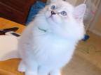 Charlotte's Blue Point Lynx Boy Green Collar