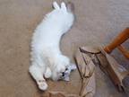 Charlotte's Blue Mitted Boy White Collar