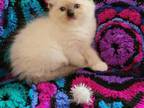 Charlotte's Seal Mitted Boy Red Collar