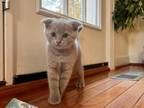 Dobby Male Scottish Fold