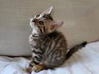 Perfect Bengal