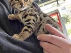 Female Kitten