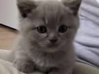 Madame Chloes Scottish Fold Munchkins